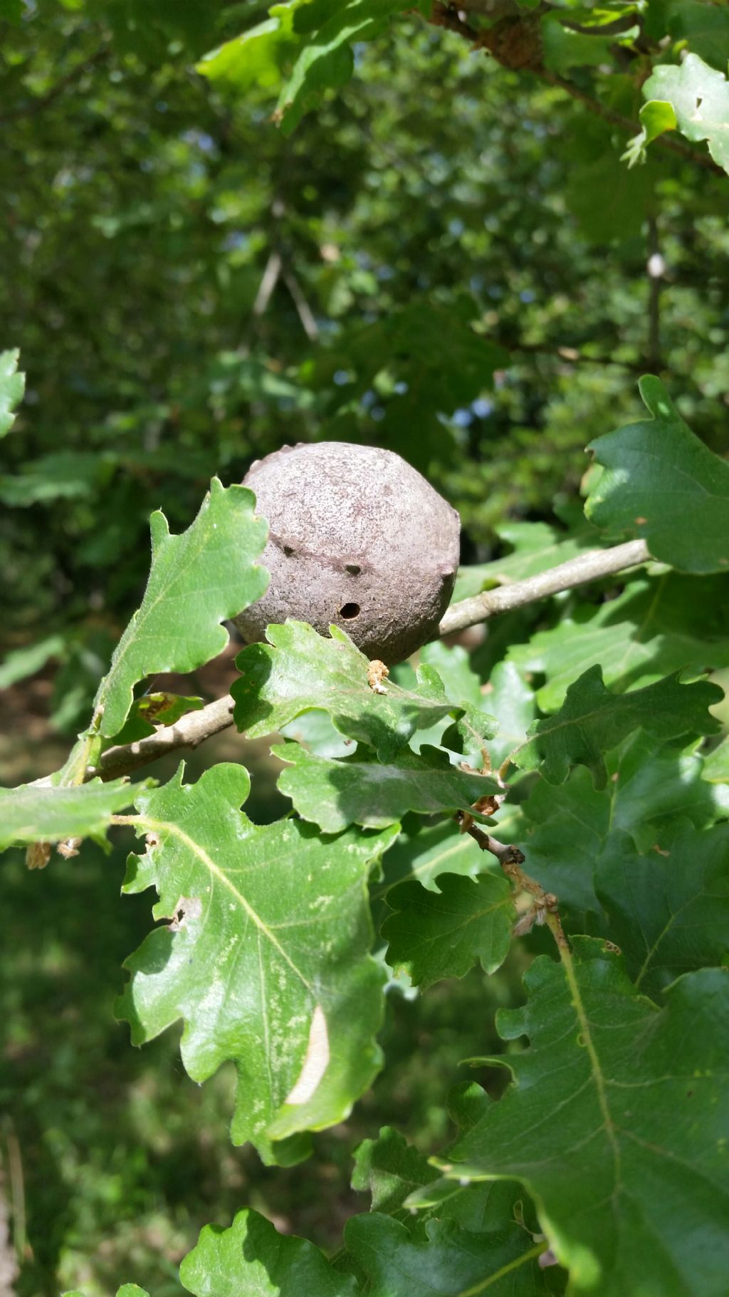 Galla su quercia: Andricus quercustozae, Cynipidae